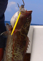 Grouper jigging cancun